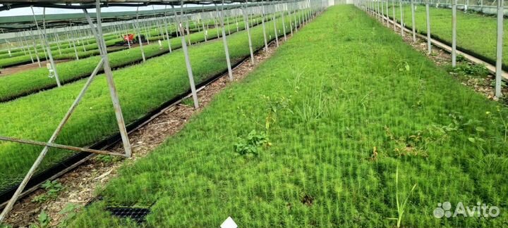 Сеянцы ели окс от производителя