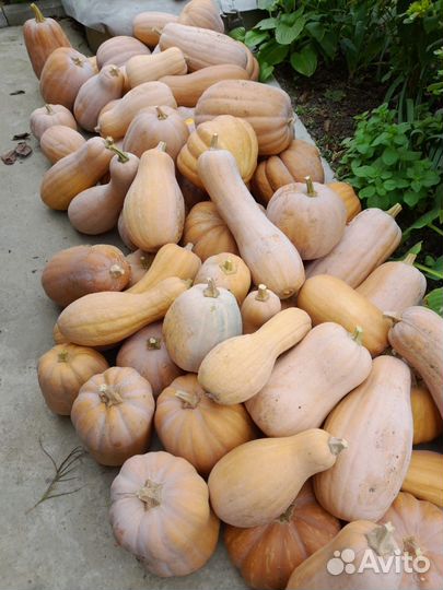 Тыква Витамин опт