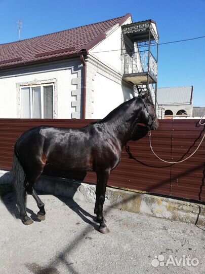 Лошадь жеребец