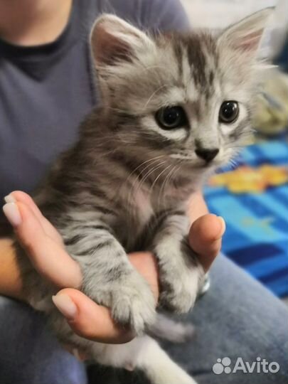 Очаровашка