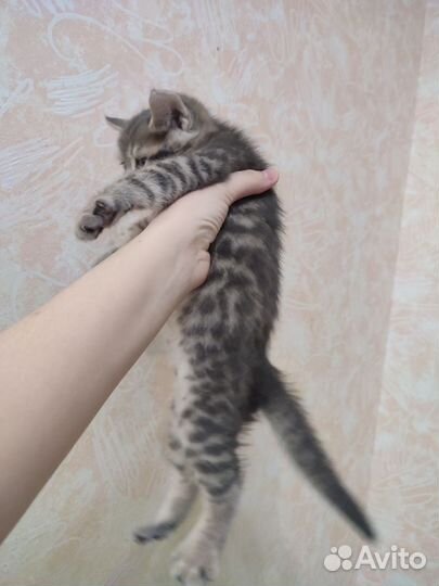 Бенгальская