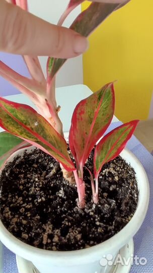 Аглаонема крит