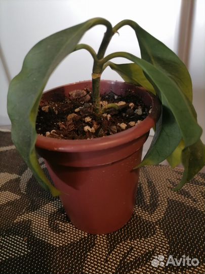 Хойя Мультифлора