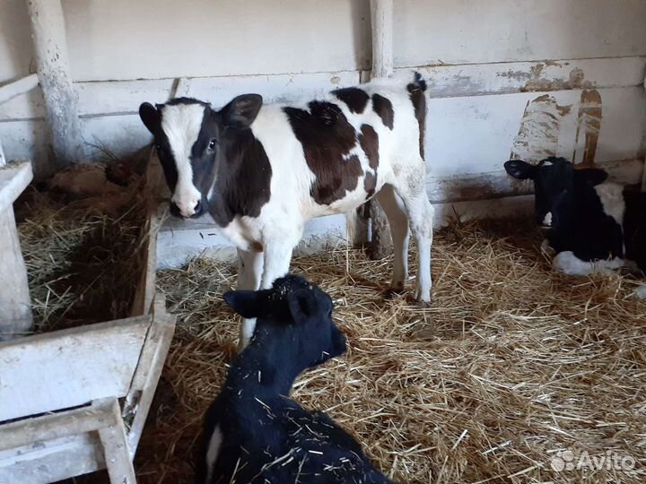 Молодые телята бычки