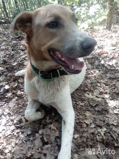 Пес Борис ищет своего хозяина