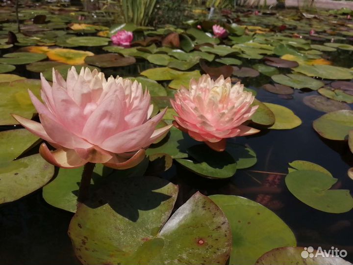 Нимфеи кувшинки