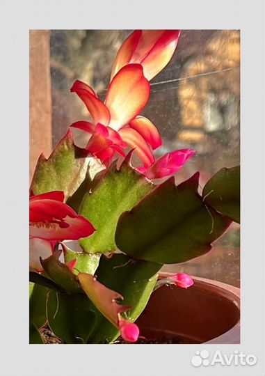 Декабрист шлюмбергера Карнавал