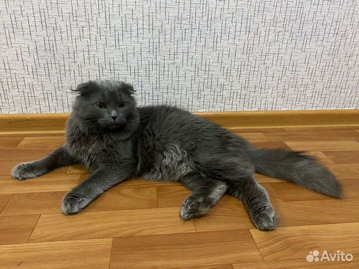 Вязка с котом