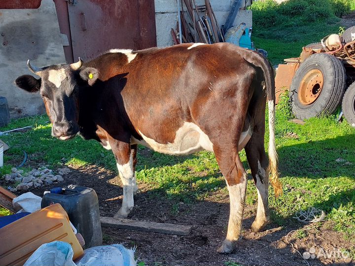 Корова дойная