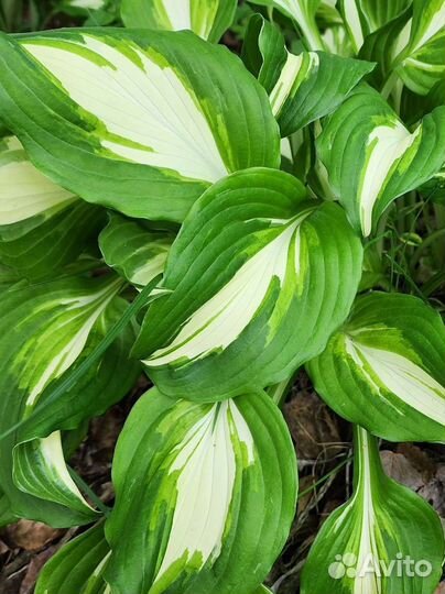 Хоста - кустик Undulata Mediovariegata
