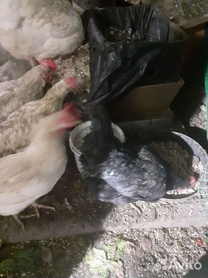 Куры несушки продам