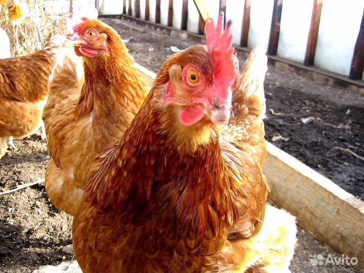 Куры несушки породы Леггорн