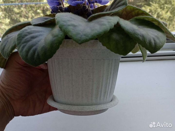 Фиалка в горшке сортовая