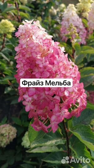 Гортензия метельчатая