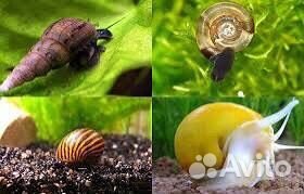 Улитки аквариумные
