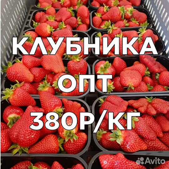 Клубника свежая оптом