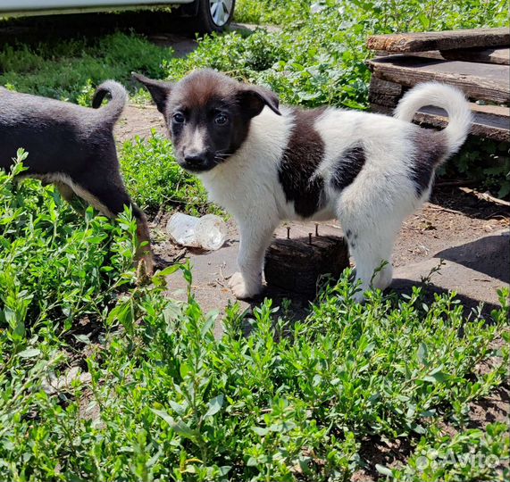 Щенок мальчик