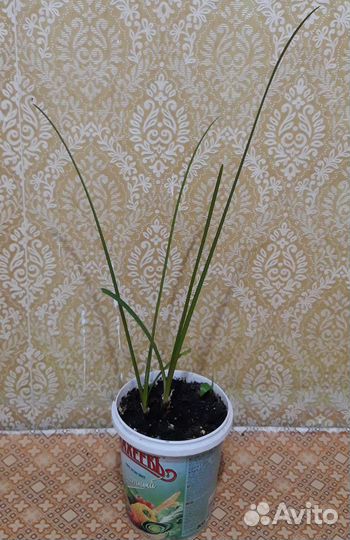 Комнатные цветы