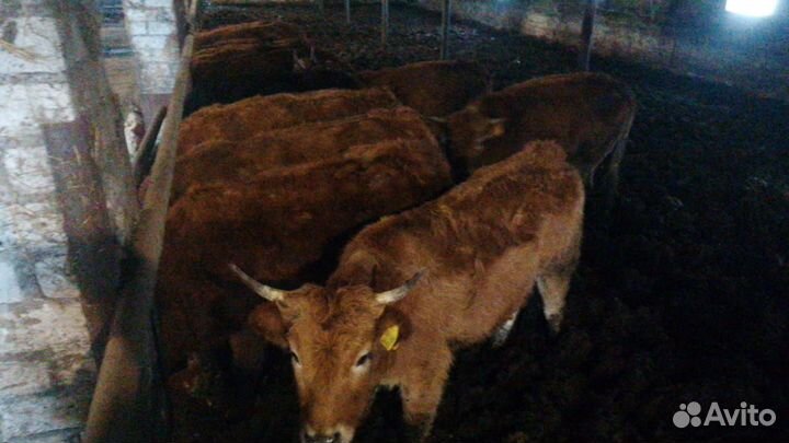 Продажа нетелей