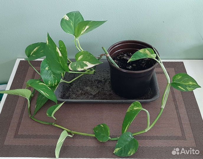 Сциндапсус