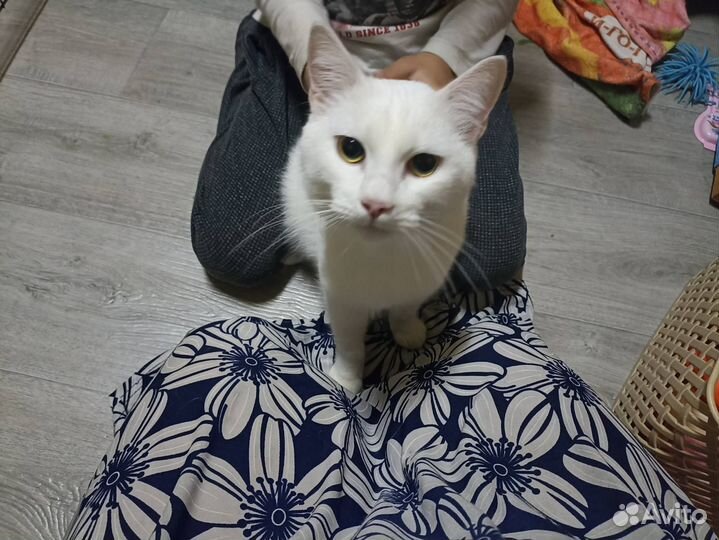 Молодой котик в поиске дома