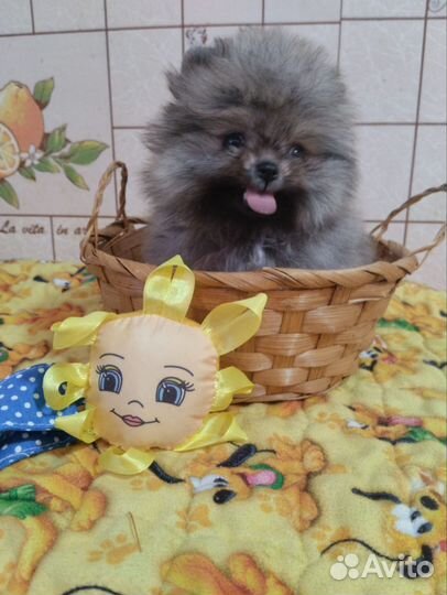 Померанский шпиц мини