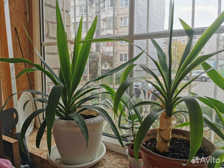 Пальма юкка