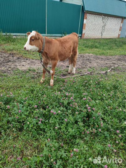 Телочка 5 месяцев