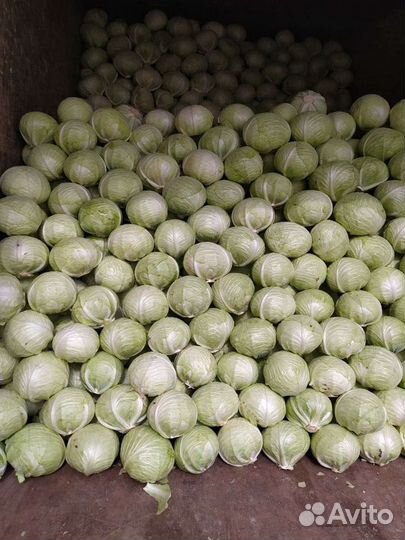 Семена капусты в наличии