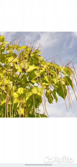 Дерево катальпа