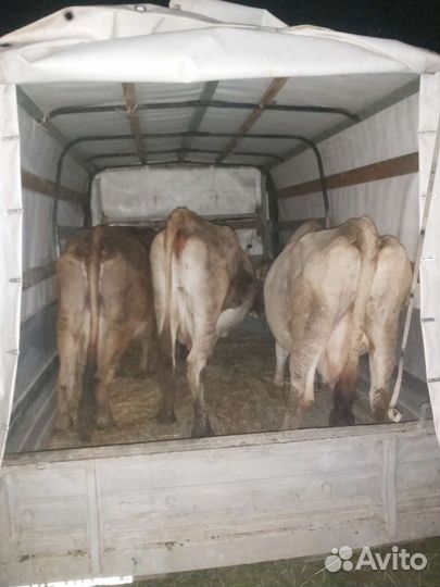 Грузоперевозки Газель 6 метров/Перевозка животных