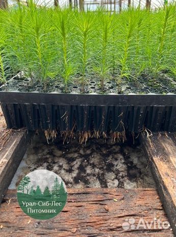 Зкс Сосна сеянцы Ели Лиственницы окс Голуб Горная