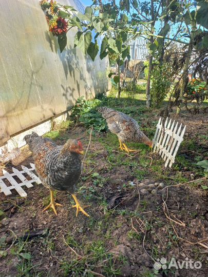 Куры молодки