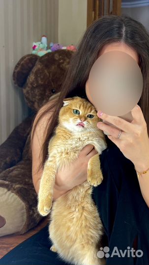 Ищем кошку для вязки