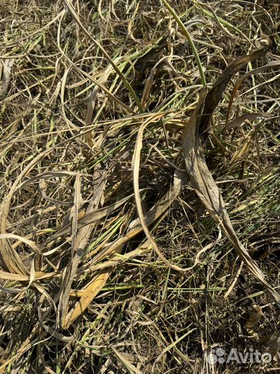 Сено в тюках