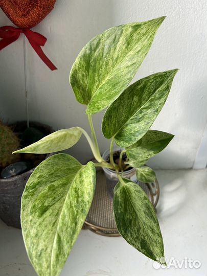 Эпипремнум с фото