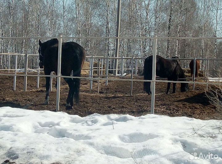 Навоз, перегной в мешках.машиной