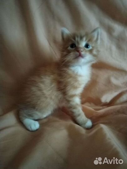 Курильский бобтейл