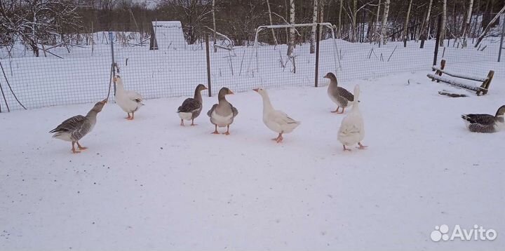 Цесарки, индюшата