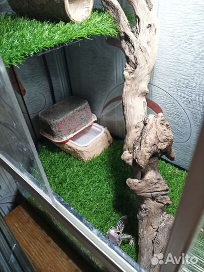 Террариум для эублефара