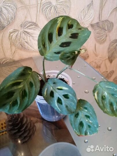 Маранта Lemon Lime и другие