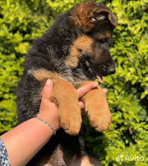 Немецкая овчарка