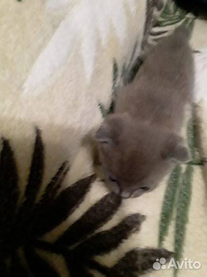 Отдам котенка