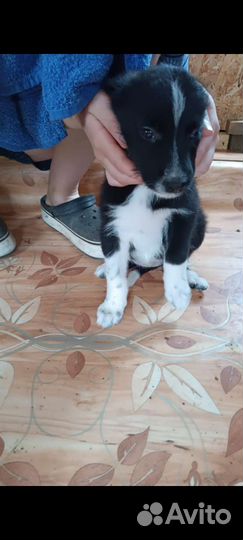 Хотим Домой, одна девочка