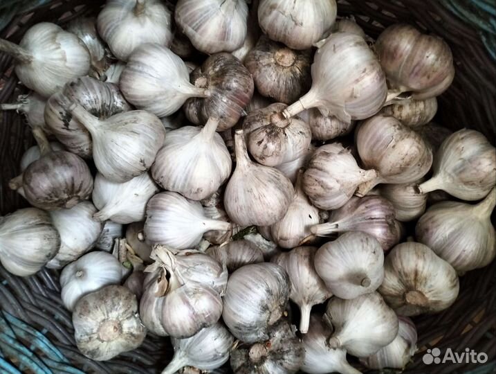 Чеснок домашний