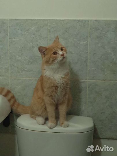 Кошки