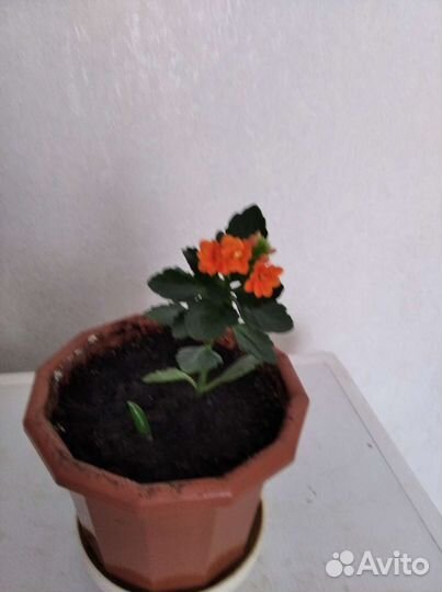 Каланхоэ лечебное