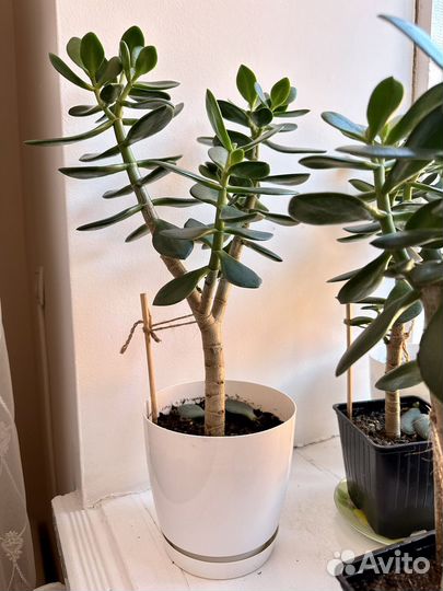 Комнатные цветы