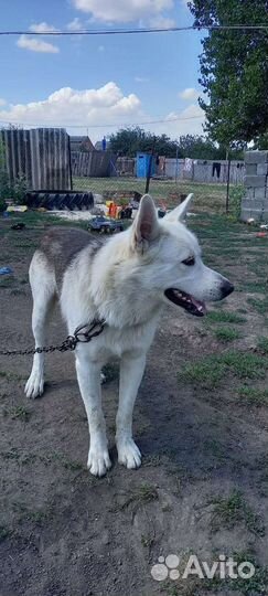 Немецкая овчарка