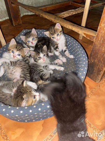 Котятки в добрые руки